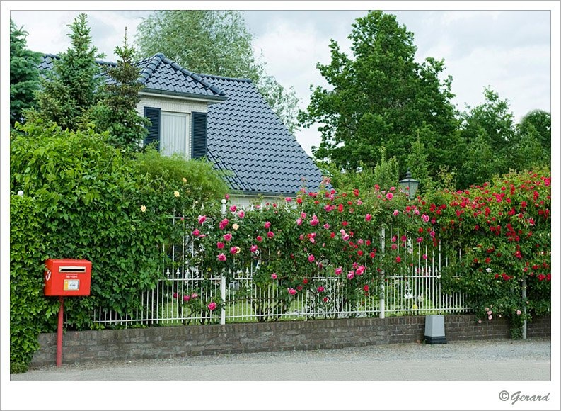 Begin rozenbloei in de Bosstraat.jpg - Begin rozenseizoen